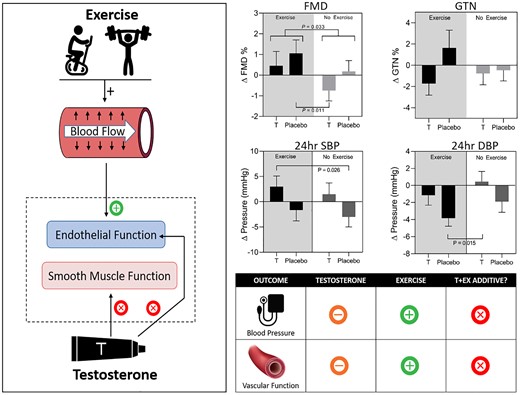 Summary of our 2 × 2 factorial, randomized, double-blind, placebo-controlled TEX (testosterone and exercise) trial. Left: Hypothesized synergistic impacts of T and Ex on vascular function: Ex has endothelium-dependent effects on vascular function, while some evidence suggests that T affects smooth muscle function. Right upper: Changes from baseline following the 12-week intervention in flow-mediated dilation (FMD), glyceryl trinitrate (GTN)-mediated dilation, and 24-hour blood pressure (BP) responses. Right lower: Infographic summary of results: exercise benefits BP and vascular function, T does not provide additive benefit. **P less than .001, *P less than .05 for week 12 change from baseline compared with placebo + no exercise group change. “+” indicates improvement, “-” indicates no significant change, “x” indicates no synergistic benefit.
