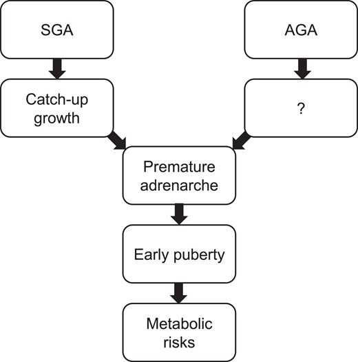 The sequence of the associations between birth weight, early growth, pubertal characteristics, and metabolic risks. “?” reflects a lack of data on early growth in children born AGA who develop PA later in childhood.