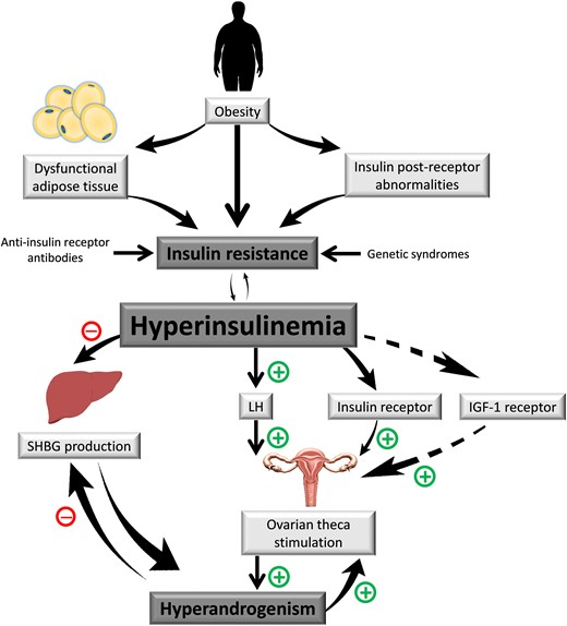 Schematic of polycystic ovary syndrome metabolic pathophysiology.