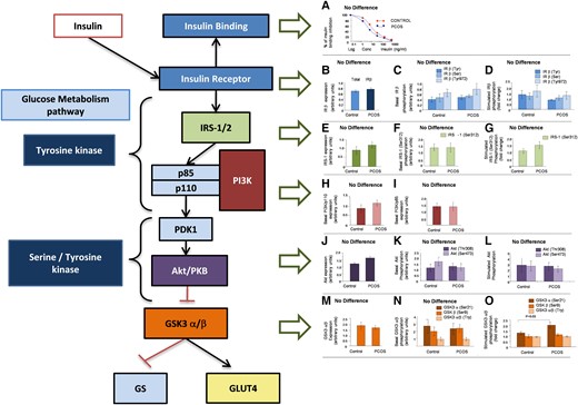 PI3K/Akt insulin signaling cascade. No obvious defect in insulin binding, or insulin receptor (InsR) or PI3K/AKT insulin-signaling pathway activity was observed in the adipose tissue (AT) of polycystic ovary syndrome (PCOS) women (based on data from Chen et al (55)).