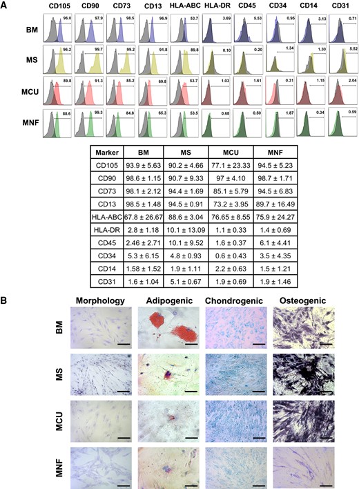 A, Characterization of mesenchymal stem cells (MSCs) isolated from adrenocorticotropin-secreting (MCU) and nonfunctioning pituitary tumors (MNFs), as well as from nontumoral pituitary gland (MS) and normal bone marrow (BM) by flow cytometry using specific markers. Pituitary MSCs showed expression of CD105, CD90, CD73, CD13 and HLA-ABC, whereas they are negative for HLA-DR, CD45, CD34, CD14 and CD31. B, Representative MSC morphology (observed with Wright stain; bar size 100 µm), as well as adipogenic (observed with oil red O; bar size 200 µm), chondrogenic (observed with Alcian blue; bar size 100 µm), and osteogenic (observed by alkaline phosphatase reaction; bar size 100 µm) differentiation capacity of the isolated pituitary MSCs.