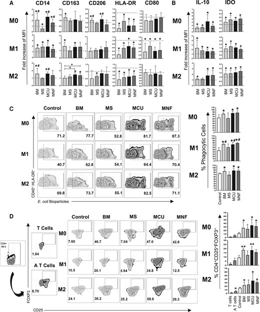 A, Bar graphs with mean ± SD of the fold change in the cell population positive for M1 markers HLA-DR, CD80, and M2 markers: CD14, CD163, CD206; in the presence of M0, M1, and M2 polarizing medium. B, Bar graphs with mean ± SD of the fold change in the cell population positive for intracellular markers IL-10 and IDO in the presence of M0, M1, and M2 polarizing medium. C, Representative zebra plots and bar graphs with mean ± SD of the percentage of CD45 + HLA-DR + cells capable of phagocytizing E coli in the presence of M0, M1, and M2 polarizing medium. D, Representative zebra plots and bar graphs with mean ± SD of CD4 + CD25 + FoxP3+ T reg cells generated in the presence of macrophages co-cultured with MSCs in the presence of M0, M1, and M2 polarizing medium. *Significant difference when compared to the control (macrophages without MSCs). #Significant difference compared to MS. +Significant difference compared to BM. BM, bone marrow MSC; IL-10, interleukin-10; MCU, Cushing MSC; MNF, nonfunctional MSC; MS, nontumoral pituitary gland; MSC, mesenchymal stem cell. (P < .05); n = 4. Dotted line indicates the control for the comparison of fold increase. M0, absence of inducer medium; M1, inducer medium for M1 polarization; M2, inducer medium for M2 polarization.