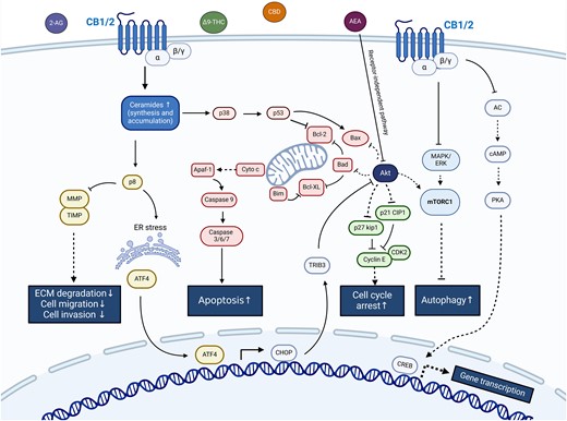 Simplified scheme of molecular anticancer pathways mediated by cannabinoids through cannabinoid receptors. ↑ activation; ⊥ inhibition. Created with Biorender.com.
