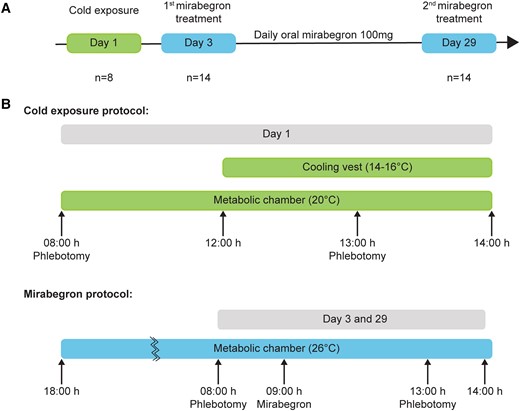 Treatment schemes for cold- and mirabegron-stimulated BAT activation. (A) Flow diagrams outlining the study design. All healthy volunteers (n = 14) were subjected to mirabegron treatment daily for 27 days. A subset of these volunteers (n = 8) were subjected to cold exposure 2 days prior to initiation of mirabegron treatment. (B) For the cold exposure protocol, blood was drawn from subjects prior to entering a metabolic chamber. After 4 hours, the subjects were exposed to cold using a cooling vest and blood was additionally drawn after 1 hour. For mirabegron treatment, subjects completed a dual-energy x-ray absorptiometry scan and then entered the metabolic chamber on Day 3 or 29 for a total of 20 hours, during which blood was drawn prior to and post mirabegron treatment. Mirabegron treatment continued for 27 days.