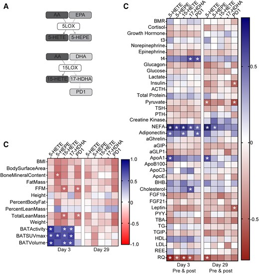 Correlation of 5-LOX and 15-LOX products with anthropometric parameters, BAT activity, and metabolic parameters in plasma of subjects treated with mirabegron. (A) Scheme depicting the biosynthesis pathways leading to formation of 5-LOX and 15-LOX products from AA, EPA, and DHA. (B) Heatmap illustrating Pearson's correlations between each 12-LOX product and indicated anthropometric parameters, BAT volume and activity, and metabolic parameters at Days 3 (n = 12-14) and 29 (n = 11-14) postmirabegron treatment. (C) Heatmap illustrating Pearson's correlations between each product and plasma metabolites at Day 3 (n = 12-14) or Day 29 (n = 11-14) (premirabegron and postmirabegron). BMI, body mass index; FFM, fat-free mass; BMR, basal metabolic rate; NEFA, nonesterified fatty acid; aGIP, glucose-dependent insulinotropic polypeptide; aGLP1, glucagon-like peptide 1; BHB, β-hydroxybutyrate; PYY, peptide YY; TG, triglyceride; TGIP, total glucose-dependent insulinotropic polypeptide; REE, resting energy expenditure; RQ, respiratory quotient. *P < .05.