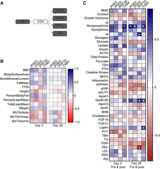 Correlation of COX products with anthropometric parameters, BAT activity, and metabolic parameters in plasma of subjects treated with mirabegron. (A) Scheme depicting biosynthesis pathways leading to formation of AA-derived prostaglandins and thromboxane A2 metabolite, thromboxane B2 (TXB2). (B) Heatmap illustrating Pearson's correlations between each COX product and indicated anthropometric parameters, BAT volume and activity, and metabolic parameters at Days 3 (n = 11-14) and 29 (n = 13-14) postmirabegron treatment. (C) Heatmap illustrating Pearson's correlations between each product and plasma metabolites at Day 3 (n = 11-14) or Day 29 (n = 13-14) (premirabegron and postmirabegron). BMI, body mass index; FFM, fat-free mass; BMR, basal metabolic rate; NEFA, non-esterified fatty acid; aGIP, glucose-dependent insulinotropic polypeptide; aGLP1, glucagon-like peptide 1; BHB, β-hydroxybutyrate; PYY, peptide YY; TG, triglyceride; TGIP, total glucose-dependent insulinotropic polypeptide; REE, resting energy expenditure; RQ, respiratory quotient. *P < .05.