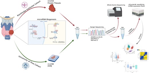 Summary of the tissue material and overall workflow applied in this study. A total of 440 thyroid lesions were included and Sanger sequenced for hotspot mutations in DICER1, DGCR8, and RAS genes. Karolinska Institutet cohort was solely based on fresh-frozen samples; thus, these samples were selected for subsequent whole-exome sequencing and global miRNA profiling. The figure was created with Biorender.com.