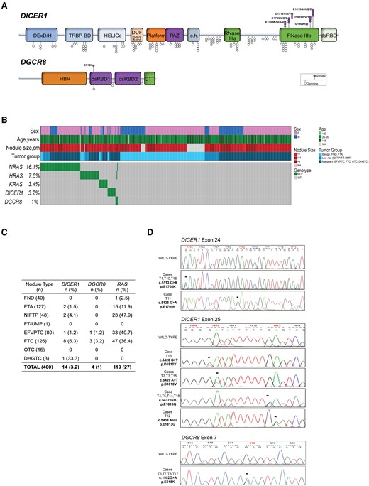 Breakdown of DICER1 and DGCR8 mutational analysis. (A) Lollipop plot highlighting the 6 known somatic hotspot mutations in DICER1 and 1 in DGCR8. Somatic hotspots are illustrated at the top, whereas common germline variants are shown at the bottom of the figure. (B) Oncoprint plot depicting Sanger sequencing results from 440 follicular-patterned thyroid nodules from the bi-institutional cohort. Each column represents 1 sample, and each row represents a gene. (C) Summary of the mutations discovered in the cohort stratified into unique diagnostic entities. (D) Representative chromatograms obtained by Sanger sequencing analysis showing somatic missense mutations in DICER1 and DGCR8 (chromatogram for T17 carrying DICER1 E1813K was not available).