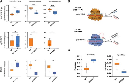 Extended miRNA expression validation in thyroid nodules with DICER1/DGCR8 mutations. (A) Top: expression levels of 3 selected miRNAs using global miRNA profiling via nanoString; middle: relative expression levels of the same 3 selected miRNAs validated experimentally by quantitative RT-PCR; bottom: expression levels of the same 3 selected miRNAs extracted from TCGA data. (B) Disabling mutations in RNase III domains of DICER1 lead to 5p miRNA depletion. Schematic representation of the mechanism by which DICER1 cleaves pre-miRNA in wild-type and mutated conditions; hotspot mutations in the RNase IIIb domain lead to a significant reduction of 5p strand miRNAs in DICER1 mutants compared with wild-type cases. The figure was created with Biorender.com. (C) Remarkable difference in 5p:3p strand ratio between DICER1 mutants and wild-type cases was observed in the Karolinska cohort.
