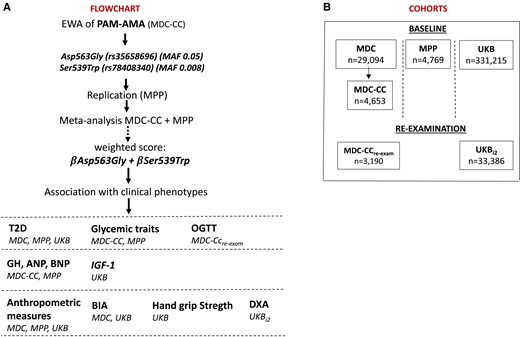 Overview of the cohorts and flowchart of the study design. Panel A shows an overview of the cohorts included in the analyses and their sample size. Panel B represents the flow chart of the study.