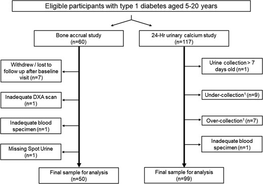 Study flow chart. Individuals with type 1 diabetes of at least 1 year and between the ages of 5 and 20 years were eligible to participate. Recruitment into the DXA study continued until 60 participants completed the first study visit; recruitment into the determinants for 24-hour urine calcium study continued until 100 participants returned complete urine collections. The final sample of urine collections for analysis included data from 44 subjects who completed the DXA study. 1Adequacy of 24-hour urine collections based on age and sex-specific data for 24-hour urine creatinine excretion in children and young adults (18).