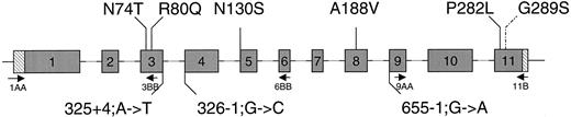 Mutations in the HSD17B3 gene identified in this study. The numbered gray boxes indicate exons; lines indicate intron sequences. 5′ and 3′ untranslated regions are denoted by hatched bars. Mutations leading to substitution of an amino acid are indicated above the gene; mutations in splice sites are indicated below. The neutral polymorphism G289S is denoted with a dashed line. Localization of the primers used for PCR amplification of cDNA is indicated with arrows.