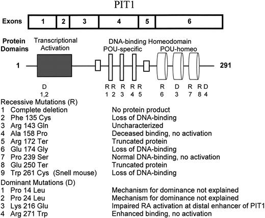 Pit1 cDNA, protein domains and mutations.