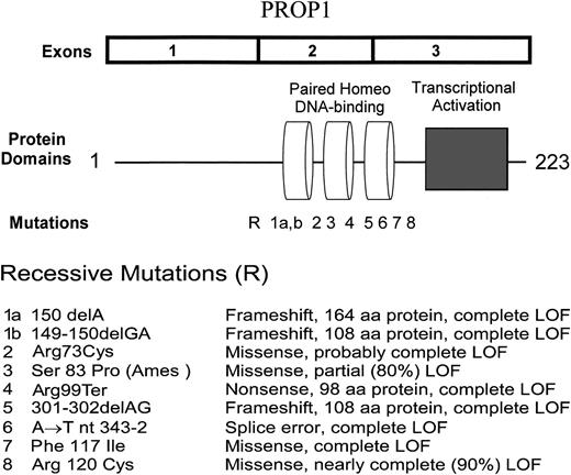 PROP1 cDNA, protein domains and mutations.