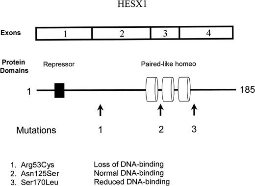 HESX1 cDNA, protein domains and mutations.