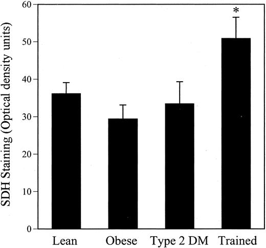 SDH staining activities in lean and obese subjects, obese subjects with type 2 DM, and exercise-trained subjects.* , P < 0.05 vs. obese and type 2 DM groups. Results are mean ± se.