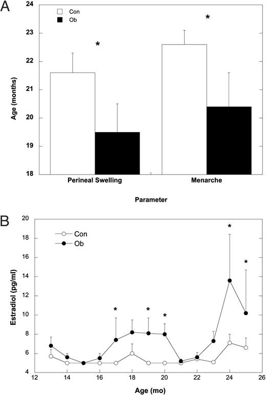 A, Mean ± sem age at the initial signs of perineal swelling and age at menarche for Con (white bars) and Ob females (black bars). B, Mean ± sem of serum estradiol concentrations from 12–25 months of age for Con (○) and Ob females (•). Asterisks indicate that the groups are significantly different (P < 0.05).