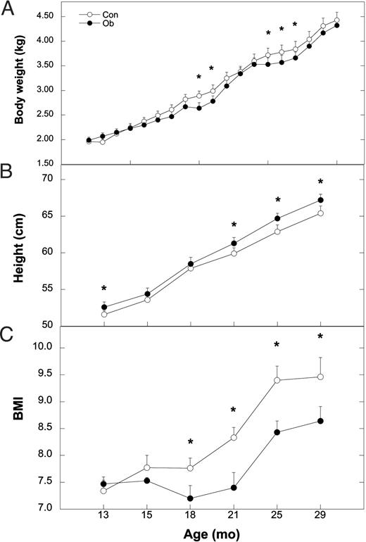Mean ± sem values of body weight (A), height (B), and BMI (C) for Con (○) and Ob females (•) throughout the course of the study. Asterisks indicate that the difference between Con and Ob females at that time point is significant (P < 0.05).