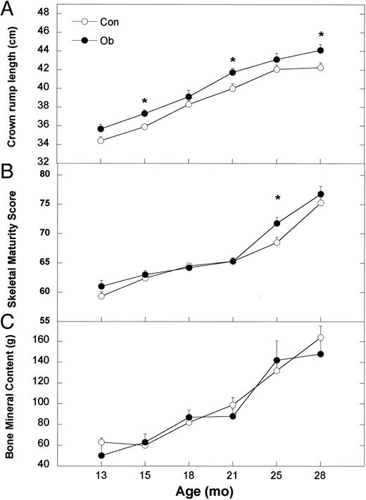 Mean ± sem values of crown rump length (A), skeletal maturity score (B), and bone mineral content (C) for Con (○) and Ob females (•) throughout the course of the study. Asterisks indicate that the difference between Con and Ob females at that time point is significant (P < 0.05).