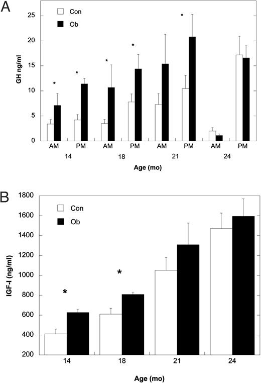A, Mean ± sem serum concentrations of GH for Con (white bars) and Ob females (black bars) in daytime and nighttime samples collected from 14–24 months of age. B, Mean ± sem serum concentrations of IGF-I at 14, 18, 21, and 24 months of age for Con (white bars) and Ob females (black bars). Asterisk indicates that the difference between Con and Ob females at that time point is significant (P < 0.05).