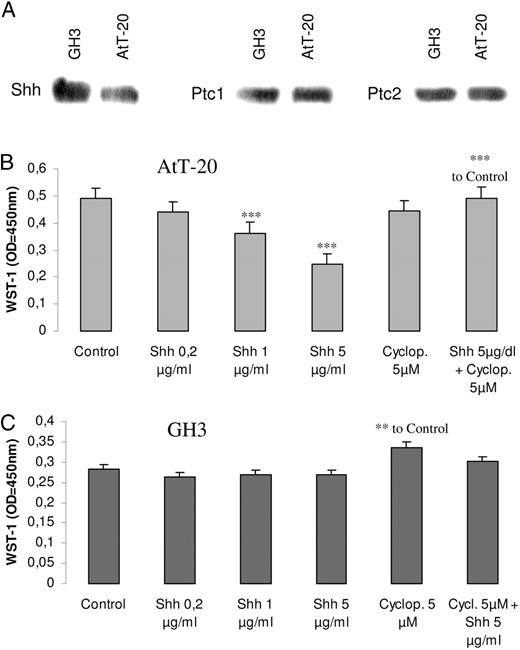 Effects of Shh in pituitary tumor cell proliferation. A, Detection of Shh, Ptc1, and Ptc2 protein in extracts of GH3 and AtT-20 cells. Western blot was performed from three different protein samples, with similar results. AtT-20 cells (B) and GH3 cells (C) were seeded in 96-well plates, serum deprived for 24 h, and then treated for 48 h with Shh 0.2–5 μg/ml, cyclopamine 5 μm, or the combination of both. Proliferation was measured by the WST-1 assay. Results present the mean ± se (n = 4) of one representative of three independent experiments. *, P < 0.01; **, P < 0.005; ***, P < 0.001 with respect to control values.