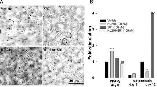 Effect of CB1 stimulation on PPAR-γ and adiponectin expression and on lipogenesis in adipocytes. A, Effect of chronic treatment with the potent CB1/CB2 agonist, HU-210 (100 nm), with or without coincubation with rimonabant (SR1, 100 nm) on lipid droplet formation in differentiated adipocytes, as revealed by Oil Red-O staining and microscope observation (d 8, insulin only). Drugs were added to each change of medium, every other day, until d 8 (see Results). B, Effect on PPAR-γ and adiponectin expression, in differentiated and mature adipocytes (obtained with insulin only), respectively, of chronic treatment with HU-210 (100 nm), rimonabant (SR1, 100 nm), and HU-210 + rimonabant (only with PPAR-γ, because, in the case of adiponectin, rimonabant was active per se also at lower concentrations). Drugs were added to each change of medium, every other day, until d 8 for PPAR-γ and until d 12 for adiponectin. Expression was measured by real-time RT-PCR and is expressed as fold enhancement over vehicle. In the case of adiponectin, the results obtained after incubation with HU-210 (100 nm) until d 8 are also shown and are expressed as fold expression vs. the vehicle at d 12. Error bars are not shown and they were always less than or equal to 10%. sd values for cycle threshold were always less than 1%. **, ***, P < 0.01, 0.005 vs. vehicle, respectively; ##, P < 0.01 vs. HU-210 (P values were assessed as described in Subjects and Methods, real-time RT-PCR).