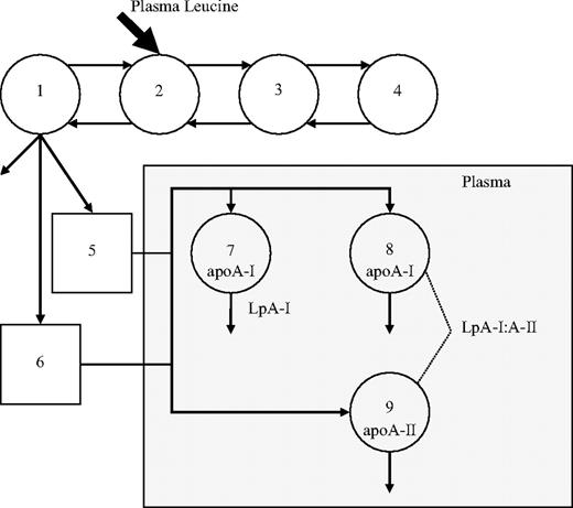 Compartment model describing apoA-I in LpA-I and LpA-I:A-II particles and apoA-II and apoA-I tracer kinetics. Leucine tracer is injected into plasma, compartment 2, and distributes to extravascular compartments 1, 3, and 4. Compartments 1–4 are required to describe leucine tracer kinetics observed in plasma. Compartment 1 is connected to two intracellular delay compartments (compartments 5 and 6) that account for the synthesis, assembly, and secretion of apoA-I and apoA-II. Compartments 7 and 8 describe the plasma kinetics of HDL apoA-I associated with LpA-I and LpA-I:A-II particles, respectively. Plasma kinetics of HDL apoA-II, which represents the apoA-II component of LpA-I:A-II, is described by compartment 9.