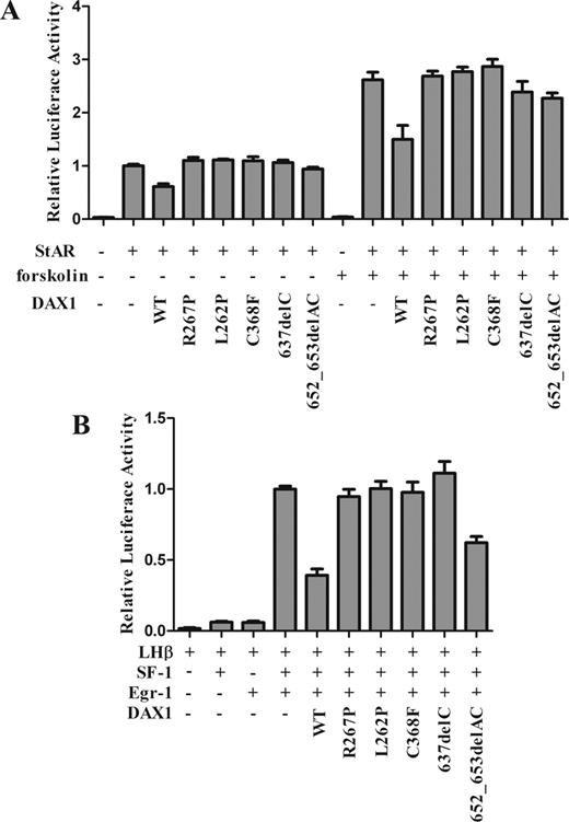 Luciferase assay for StAR and LHβ transcriptional activities. A, Mutant DAX1 loss of trans-repression for StAR transcriptional activity. Y1 cells were cotransfected with human StAR-luc (400 ng) and full-length human WT or mutant DAX1 (400 ng) and treated with or without forskolin (10 μm). WT DAX1 suppressed StAR transcriptional activity, whereas mutant DAX1 dramatically lost this repression with or without forskolin treatment. Mutant 652_653delAC only showed a partial loss of repression. B, Mutant DAX1 loss of repression for SF-1-mediated LHβ transcriptional activity. HEK293T cells were cotransfected with rat LHβ-luc (−154 to +5 bp, 200 ng), full-length SF-1 (200 ng), full-length Egr-1 (400 ng), and full-length WT or mutant DAX1 (500 ng). The mutant DAX1 completely lost the suppression of LHβ transcriptional activity. Mutant 652_653delAC also showed a partial loss of repression. WT DAX1 and a classic AHC mutant, R267P, were used as controls. The total amount of DNA was constant by complementing with empty backbone plasmid if necessary. Results were represented as a percentage of the empty DAX1 vectors and as the mean ± sem from at least three independent experiments.