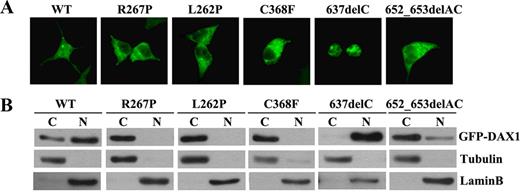 Subcellular localization of mutant DAX1. HEK293T cells were transfected with GFP-tagged WT or mutant DAX1. A, GFP fusion fluorescence. WT DAX1 is predominantly located in the nuclei, whereas DAX1 mutants R267P, L262P, C368F, and 652_653delAC were exclusively located in cytoplasm. Mutant 637delC was mainly located in the nuclei. B, Western blotting. Cytoplasmic (C) and nuclear (N) proteins were isolated and loaded. Tubulin and lamin B were used as loading controls, respectively.