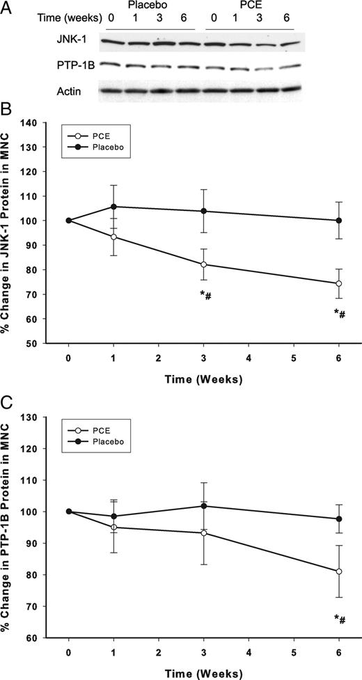 Change from baseline (%) in protein levels of JNK-1 (A, B) and PTP-1B (A, C) in MNC following PCE (200 mg/d) containing resveratrol (40 mg/d) or placebo treatment for 6 wk in 10 normal healthy subjects per group. *, P < 0.05 comparing changes from baseline by RMANOVA; #, P < 0.05 comparing treatments between the groups by two-way RMANOVA.