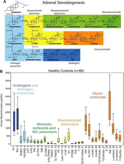A, Schematic representation of steroidogenesis depicting the major products of adrenocortical steroid synthesis, the mineralocorticoid aldosterone (dark green) and its precursors (light green), glucocorticoid precursors (yellow), the active glucocorticoid cortisol (orange) and its metabolite cortisone, and the adrenal androgens and their precursors (light blue). Synthesis of active androgens (dark blue) mainly takes place in the gonads. B, The 24-h urinary steroid metabolite excretion in healthy controls (n = 88). Box plots represent median and interquartile ranges; the whiskers represent 5th and 95th percentile, respectively. Color coding of steroid metabolites mirrors that used for depicting the major adrenal corticosteroid classes in A. CYP, Cytochrome P450; HSD, hydroxysteroid dehydrogenase; DHT, 5α-dihydrotestosterone.