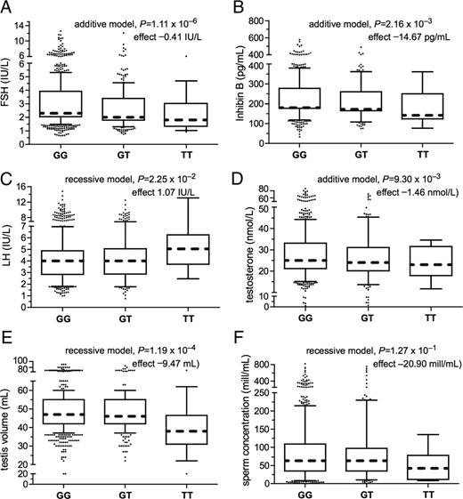 Box-and-whisker diagrams for the distribution of serum FSH (A), inhibin-B (B), LH (C), total testosterone (D), testis volume (E), and sperm concentration (F) in the Baltic young men cohort subgrouped according to their FSHB promoter SNP rs10835638 genotype (GG, n = 796; GT, n = 244; TT, n = 14). The boxes represent the 25th and 75th percentiles; the whiskers cover the 5th to 95th percentiles of the raw data. Circles represent the outlier values. The confounder adjusted median value is denoted as the dotted line that bisects the boxes. For each boxplot, P value of multiple linear regression (additive or recessive genetic model) and effect size (β) of the FSHB rs10835638 T-allele or T-allele homozygosity are shown.