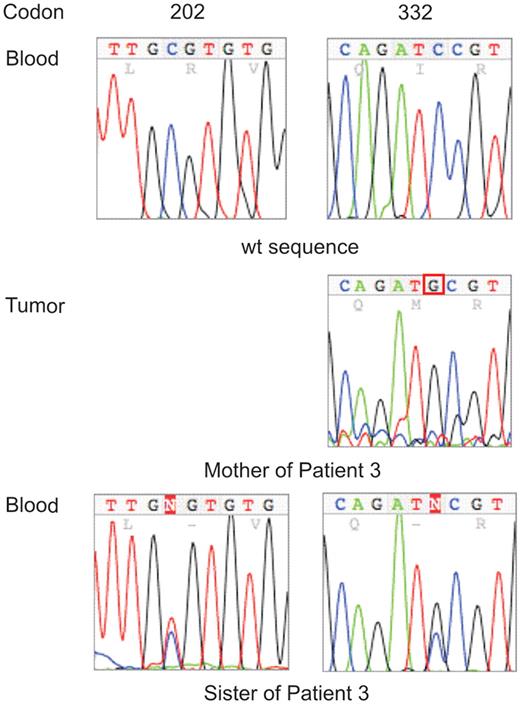 患者3亲属TP53突变序列（中部和底部）。野生型外显子的相同序列如参考（顶部）所示。