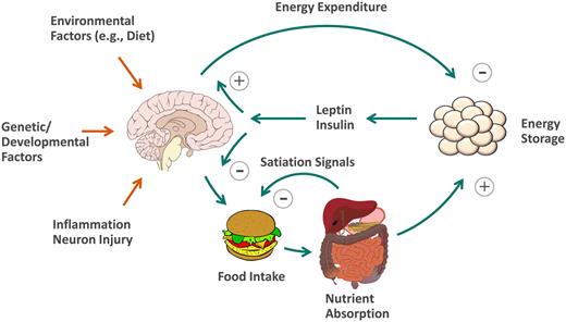 Model for CNS regulation of food intake and body fat mass. The CNS is ...