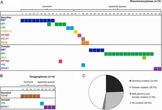 Mutations detected in an unselected cohort of 86 pheochromocytomas and paragangliomas. Tested genes included EGLN1, EPAS1, KIF1Bβ, MAX, MEN1, NF1, RET, SDHA, SDHB, SDHC, SDHD, SDHAF2, TMEM127, and VHL. Mutations were classified as germline or somatic based on their presence or absence in constitutional DNA (blood or normal tissue). A, Distribution of mutations among pheochromocytomas. Thirty-five samples (49%) without any mutation are not shown. B, Distribution of mutations among paragangliomas. Five samples (36%) without any mutation are not shown. C, Mutation status in the entire cohort. *, The mutation could not be analyzed in constitutional DNA and is thus not known with certainty to be somatic; †, the sample had two different somatic EPAS1 mutations.