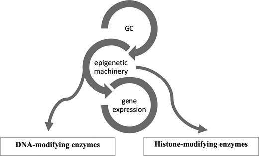Glucocorticoid (GC) and its epigenetic machinery. GC through its receptor interacts with DNA and histone modifying enzymes, such as DNA methyltransferases (DNMTs), histone acetyl transferases (HATs), and histone deacetylases (HDAC) to modulate gene expression.