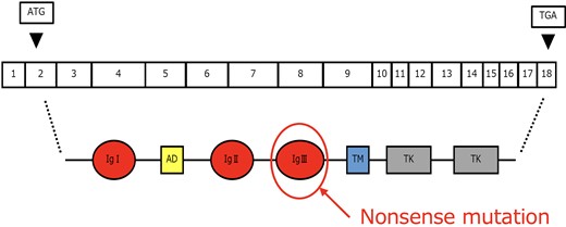 Structure and variants of the FGFR1 gene. A nonsense mutation was identified in part of the gene for the ligand's IgIII domain. FGFR1, fibroblast growth factor receptor 1.