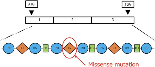 Structure and variants of the GNRHR gene. A missense mutation was identified in a part of the gene within the IL2 domain. GNRHR, gonadotropin releasing hormone receptor.