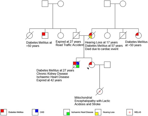Pedigree chart of the proband.