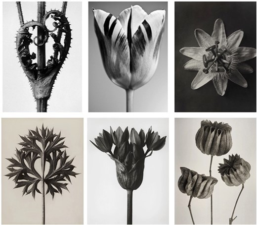 Visuals used in the experiment (photos by Karl Blossfeldt)