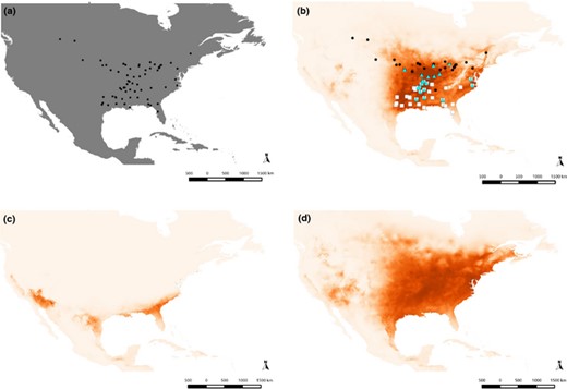 Presence data points (a) used to predict Drosophila americana's present distribution model (b). White squares represent locations of D. a. texana, black dots those of D. a. americana, and the triangles are the locations where heterozygotes have been observed. Drosophila americana distribution model predicted for the last glacial maximum (MIROC model) is depicted in (c) and the model for the last interglacial in (d).