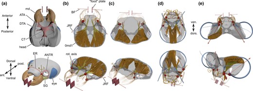 Overview of the head regions and multibody dynamics analysis (MDA) set‐up for each species. (a) The head of Forficula auricularis in ventral and dorsolateral views to illustrate a part of the head regions considered and general mandible movement. (b–e) The mandible muscle set‐ups for the MDA and resultant joint reaction force (JRF) vectors for Forficula auricularia (Dermaptera) (b), Perla marginata (Plecoptera) (c), Siphlonurus lacustris (Ephemeroptera) (d) and Lestes virens (Odonata) (e). Heads not to the same scale, JRFs have been scaled to aid visibility of JRF directions within each system (Forficula & Perla: 2×; Siphlonurus: 10×; Lestes: 5×). ATA, anterior tentorial arm; DTA, dorsal tentorial arm; CT, corpotentorium; ER, epistomal ridge; SG, subgenal ridge; BF, bite force; md, mandible; 0md1, M. craniomandibularis internus.