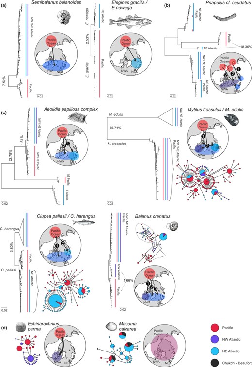 Exemplary phylogeographic patterns in mtDNA genealogies (NJ trees from TN + Γ substitution model distances), as classified in Table 1, Figure 2. (a) Deep vicariant histories (since Pliocene–Early Pleistocene). (b) and (c) Repeated trans‐Arctic invasion (a minimum of two distinct divergence events), with possible secondary contacts following repeated trans‐Arctic dispersal (in c), or (in b) without detected secondary contacts. (d) Incomplete lineage sorting between the ocean basins, interpreted as post‐ or late‐glacial dispersal. Further examples are illustrated in Figure S1