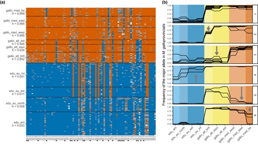 Visualization of introgression between M. galloprovincialis and M. edulis using the reference data set. (a) Plot of the raw genotypes. Orange: homozygous M. galloprovincialis; blue: homozygous M. edulis; grey: heterozygous. The orientation of alleles and mean hybrid indexes for each population (h) were computed with the R package introgress. The edu_eu_north population was taken as parent 1 (P1), and the gallo_med_east and gallo_med_bs populations were taken as parent 2 (P2). Loci identified by an asterisk are plotted in panels B2‐6. (b) Allele frequency of the M. galloprovincialis allele (G) for a few loci selected visually to exemplify six categories found in the data set: (1) loci informative between M. edulis and M. galloprovincialis; (2) introgression only in the local M. galloprovincialis Atlantic of Brittany; (3) introgression in all M. galloprovincialis Atlantic populations; (4) introgression in M. edulis European populations; (5) potentially old introgression only in the M. galloprovincialis Mediterranean; (6) potentially old introgression only in the M. galloprovincialis from the Black Sea