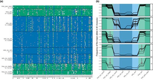 Visualization of introgression between M. trossulus and M. edulis using the reference data set. (a) Plot of the raw genotypes. Green: homozygous M. trossulus; blue: homozygous M. edulis; grey: heterozygous. The orientation of alleles and mean hybrid indexes for each population (h) were computed with the R package introgress. The tros_pac_east and tros_eu_north populations were taken as parent 1 (P1), and the edu_eu_ext and edu_eu_int ones were taken as parent 2 (P2). Loci identified by an asterisk are plotted in panels B2‐5. (b) Allele frequency of the M. trossulus allele (T) for a few loci selected visually to exemplify five categories found in the data set: (1) loci informative between M. edulis and M. trossulus; (2) introgression into M. edulis populations, either in both American and European or just one of them; (3) introgression into the Baltic M. trossulus population; (4) introgression into the East‐American M. trossulus population; (5) introgression into East‐American and Baltic M. trossulus populations, also showing a reduced introgression into the North‐European M. trossulus