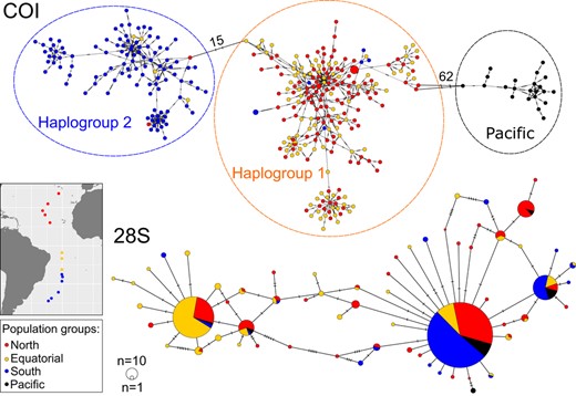 Minimum‐spanning networks of Limacina bulimoides gene fragments of mitochondrial cytochrome c oxidase I (COI, top) and nuclear 28S rDNA (28S, bottom). The size of the filled circles represents the number of individuals with each haplotype (COI, 28S), with the smallest circles representing one individual with that haplotype, while colour represents abundance‐based population groups (see map insert and Table 1). For the COI network, the dashed lines around the haplotype clusters indicate the three main haplogroups. Hatch marks on the branches represent the number of mutational steps, with large numbers of mutations between the haplogroups indicated with numbers