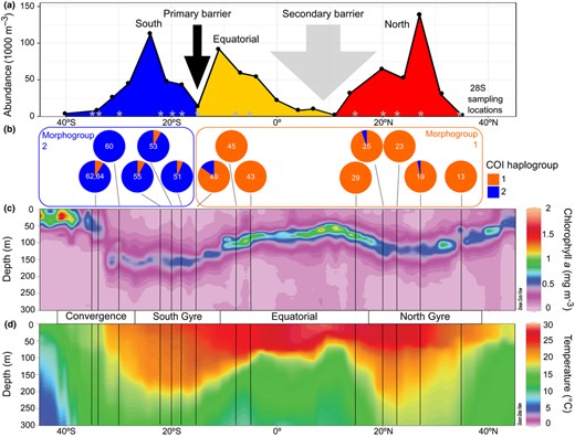 Environmental profile of two oceanic dispersal barriers for Limacina bulimoides in the Atlantic Ocean. The primary dispersal barrier is located at 15–18°S, while the secondary barrier is located in the region between 15°N and 4°S. (a) Abundance of L. bulimoides per 1,000 m3 seawater along the meridional transect sampled in 2014 (data from Burridge, Hörnlein, et al., 2017). Population groups are coloured as in Figure 2, supported by 28S genetic structuring (see Table 3) along the Atlantic Meridional Transect 22 (AMT22) sampled in 2012, locations indicated by grey asterisks. (b) Piecharts showing mitochondrial cytochrome c oxidase I (COI) haplogroup frequencies per sampling site with the division into two morphogroups superimposed (see also Figure 4b). (c) Ocean section plots of chlorophyll a concentration and (d) seawater temperature from the upper 300 metres of the water column with latitude. Sampling locations are marked by vertical lines, and major oceanographic provinces (Convergence, South Gyre, Equatorial, and North Gyre) are indicated. Plots b, c and d derive from material sampled in 2012 (AMT22 transect)