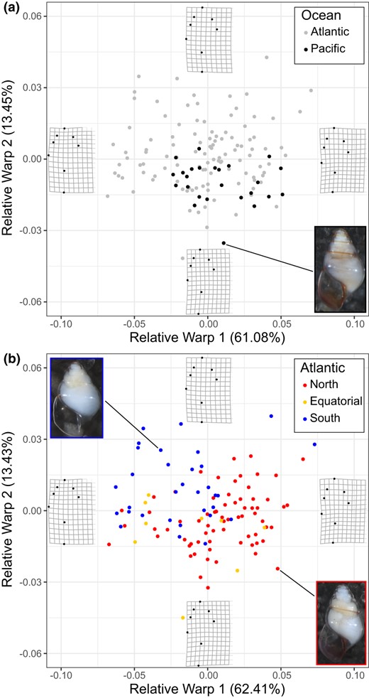 Shell shape variation in adult Limacina bulimoides visualized for the first two Relative Warp axes for (a) Atlantic and Pacific individuals (N = 136), and (b) Atlantic individuals (N = 111) coloured according to abundance‐based population groups. Thin‐plate splines of the most positive and negative deformations along the axes are indicated to depict the variation in shell shape. Photographs of typical individuals from the Atlantic and Pacific (a) and Atlantic North and South population groups (b) are also shown