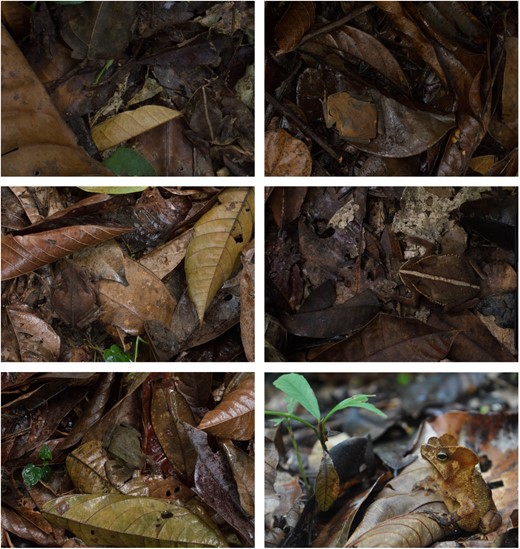 Examples of variation in toad colouration and local background characteristics