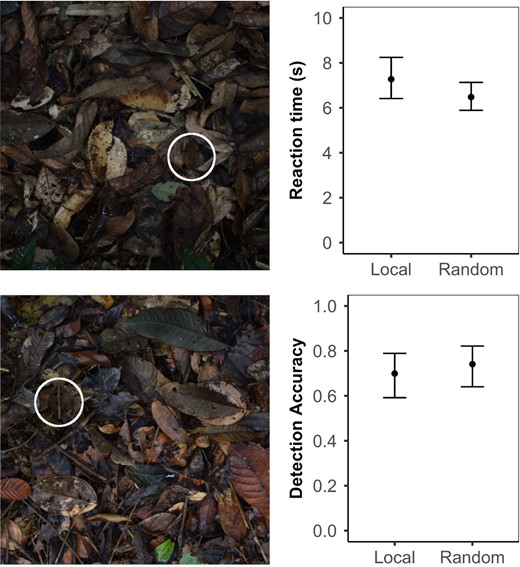 Detection experiment with human participants. Left: Example stimuli showing toads against the leaf litter background. Right: Local vs. random background detection experiment for toads presented on their local background vs a randomly selected background (means ± 95% CI from the model). Top‐right: response time, human participants took significantly longer to find toads on their local leaf litter than on randomly selected backgrounds. Bottom‐right: detection accuracy, there was no significant difference in detection accuracy between backgrounds